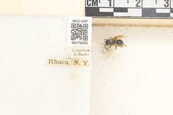 Media type: image;   Entomology 770331 Aspect: Labels